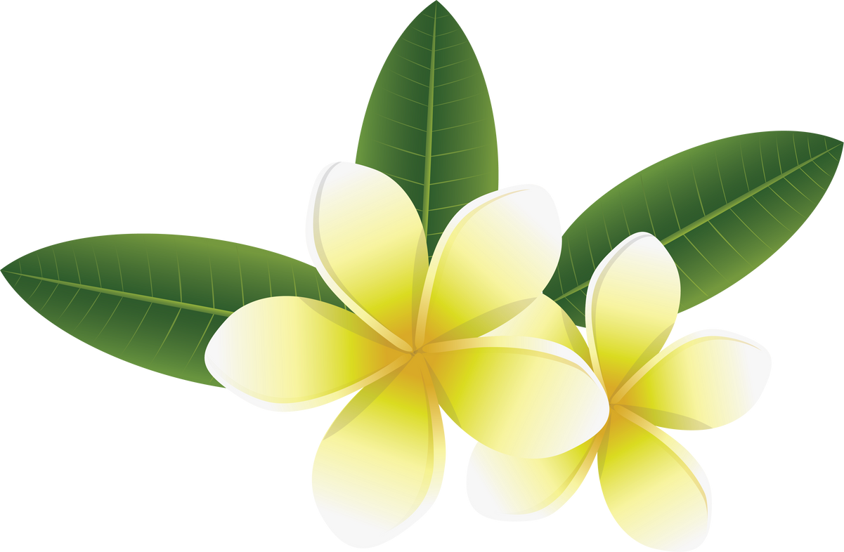 Frangipani Flowers